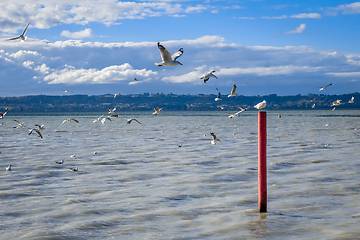 Image showing Seagull on red stake, Rotorua lake, New Zealand