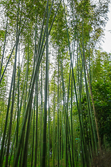 Image showing Arashiyama bamboo forest, Kyoto, Japan