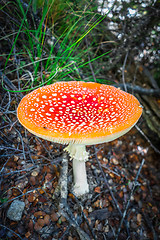 Image showing Amanita muscaria. fly agaric toadstool