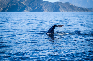 Image showing Whale in Kaikoura bay, New Zealand