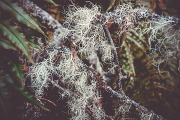 Image showing Lichen close-up photo