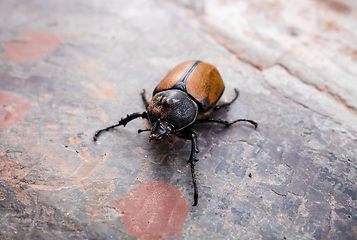 Image showing Scarab close-up view