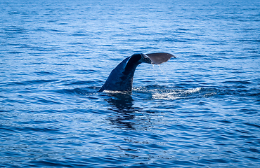 Image showing Whale in Kaikoura bay, New Zealand