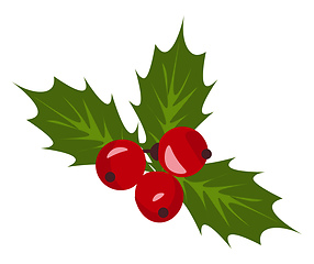 Image showing Christmas holly berry mistletoe vector or color illustration