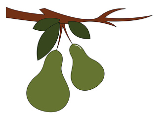 Image showing Clipart of two pear fruits hanging on the branches of a tree vec