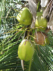 Image showing green coconut in a tree