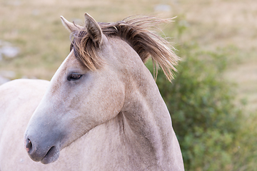 Image showing portrait of beautiful wild horse