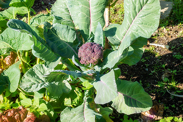 Image showing purple broccoli plant in the garden