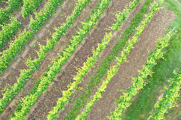 Image showing aerial view vineyard scenery at Kaiserstuhl Germany