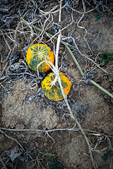 Image showing typical field of pumpkin