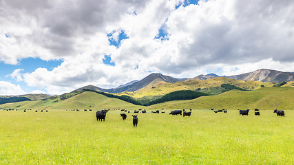 Image showing lush landscape with cows