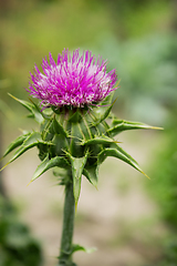 Image showing Flower of thorny plant silybum marianum in August 