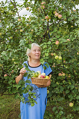 Image showing An elderly woman standing under an apple tree