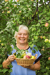 Image showing Smiling elderly woman in the garden with apples