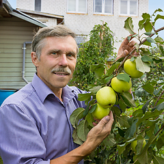 Image showing Smiling elderly man in an orchard
