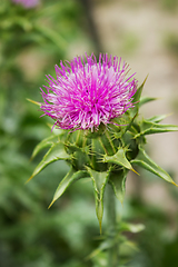 Image showing Flower of thorny plant silybum marianum