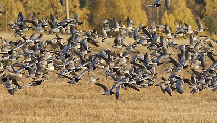 Image showing Barnacle Goose 