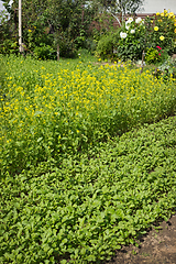 Image showing Green manure crop in the garden in September