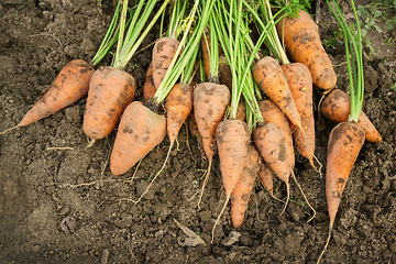 Image showing Dug carrots lying on the arable land