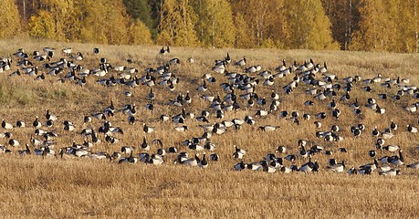 Image showing Barnacle Goose. 