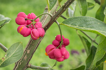 Image showing Bright fruit euonymus in September