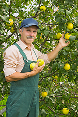 Image showing Elderly man plucks apples