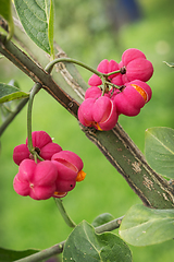 Image showing Beautiful bright fruit euonymus in September