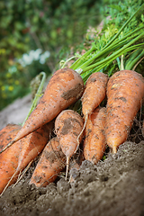 Image showing Carrots lies on the edge of the field