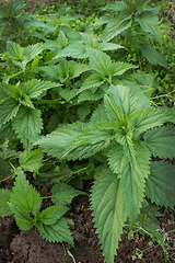 Image showing Young green shoots of nettles on the field