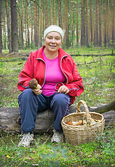 Image showing Elderly woman collect mushrooms in a pine forest