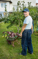 Image showing Man with a wheelbarrow red beets in his garden