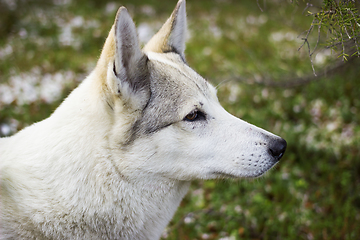 Image showing Portrait of a white dog