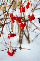 Image showing Viburnum, on the branches in February