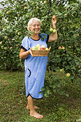 Image showing Mature Summer Resident in the garden with apples