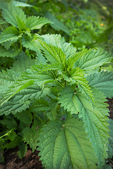 Image showing Young shoots of nettles on the field