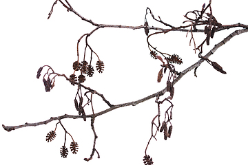 Image showing Winter alder branch on a white background