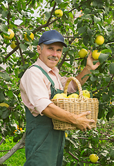 Image showing Man picks the apples in garden in September