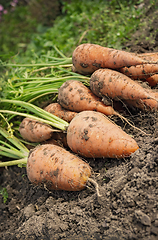Image showing Carrot lying on the edge of the field
