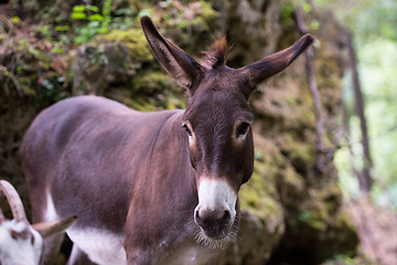 Image showing Donkey in the woods