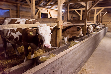 Image showing herd of cows eating hay in cowshed on dairy farm