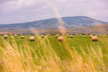 Image showing Rolls of hay in a wide field