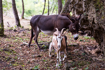 Image showing Donkey and goat in the woods