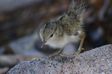 Image showing Dipper F