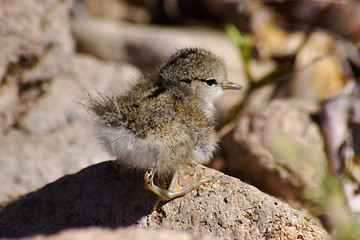 Image showing Dipper H