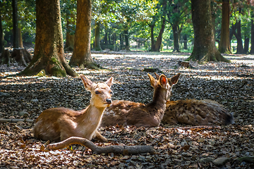 Image showing Sika deers Nara Park forest, Japan