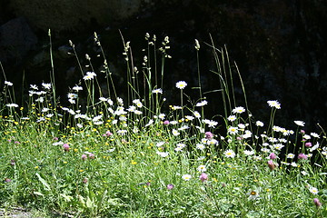 Image showing summer flowers