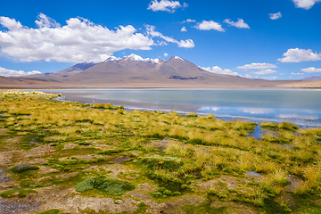 Image showing Pink flamingos in altiplano laguna, sud Lipez reserva, Bolivia