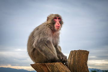 Image showing Japanese macaque on a trunk, Iwatayama monkey park, Kyoto, Japan