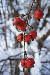 Image showing Fruits wild Apple trees forest  winter