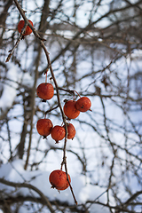 Image showing Fruits wild Apple trees forest  winter on twig